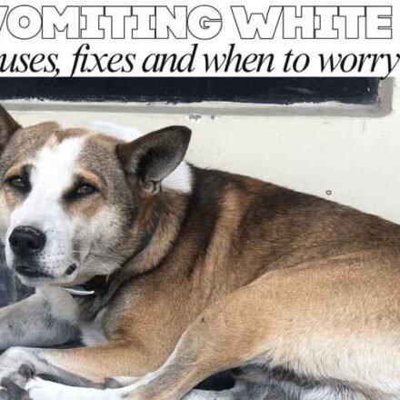 Dog vomiting white foam