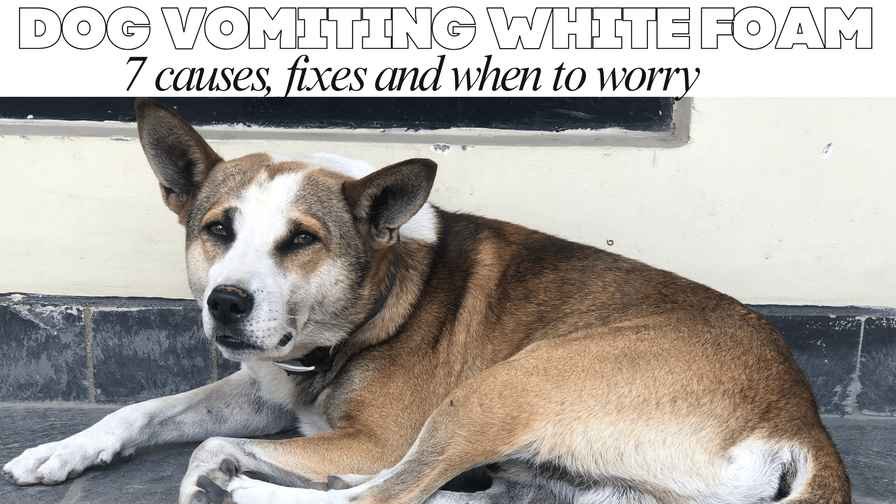 Dog vomiting white foam