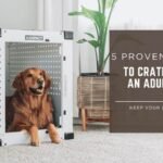 how to crate train an adult dog