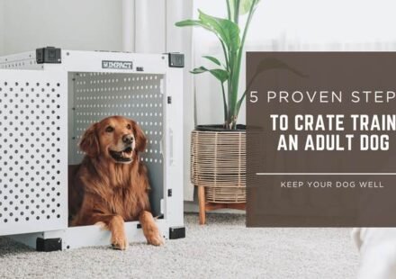 how to crate train an adult dog