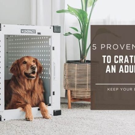 how to crate train an adult dog
