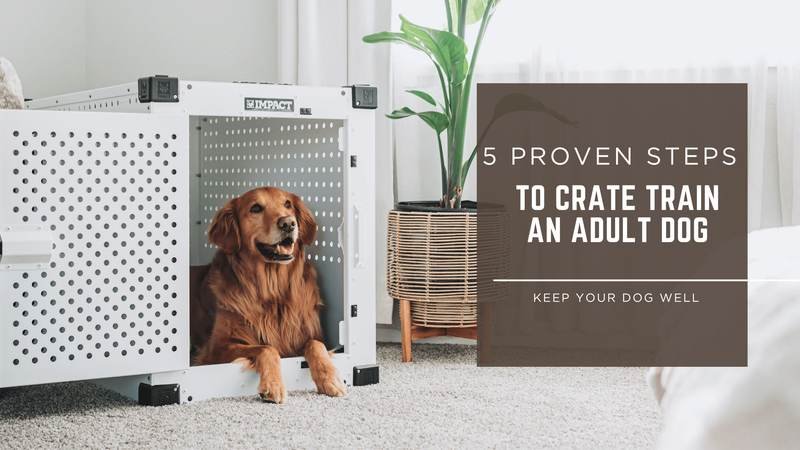 how to crate train an adult dog
