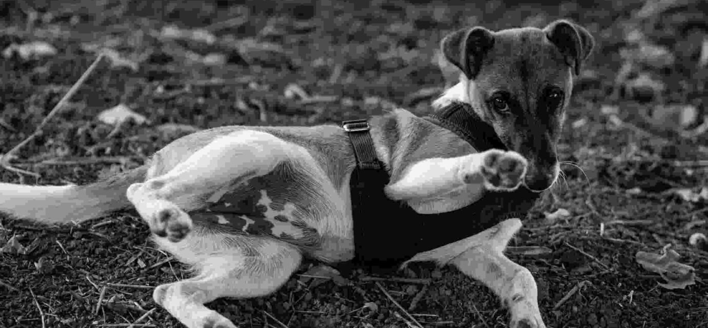Dog's stomach makes loud noises