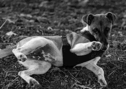 Dog's stomach makes loud noises