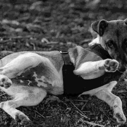 Dog's stomach makes loud noises