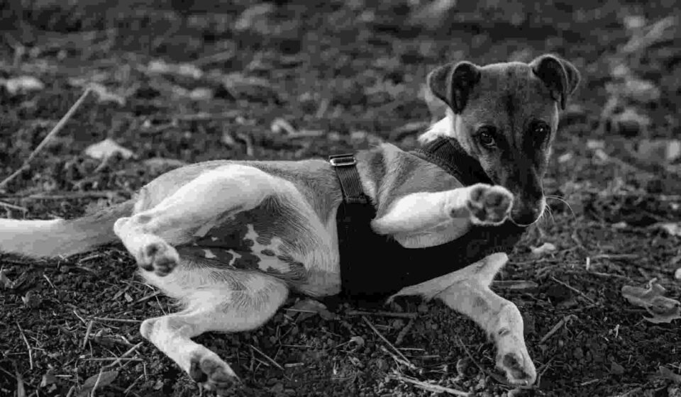 Dog's stomach makes loud noises