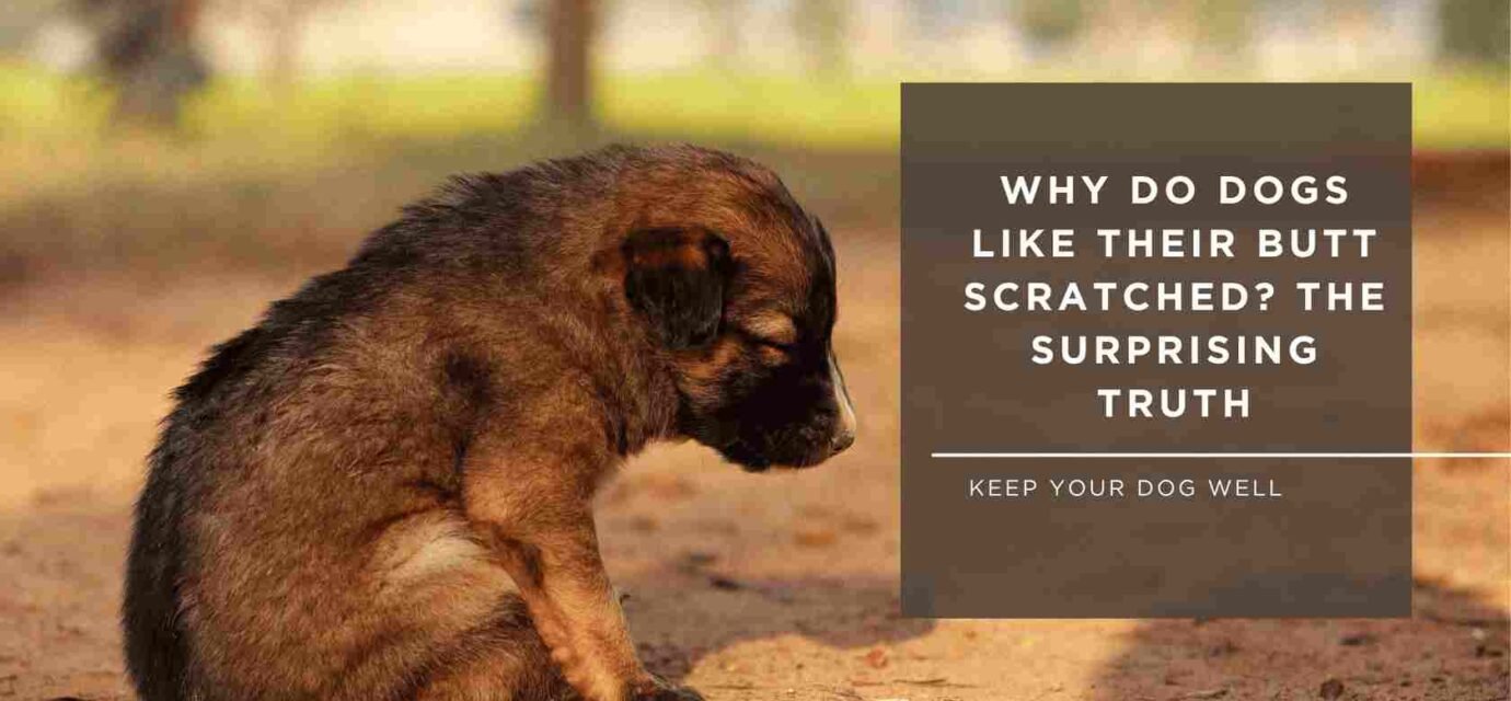 Why Do Dogs Like Their Butt Scratched