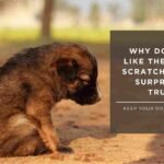 Why Do Dogs Like Their Butt Scratched