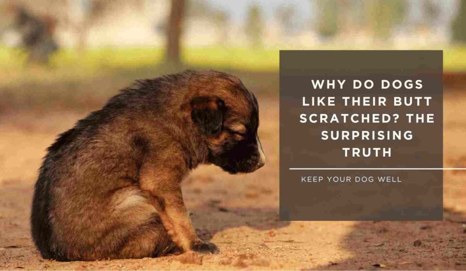 Why Do Dogs Like Their Butt Scratched
