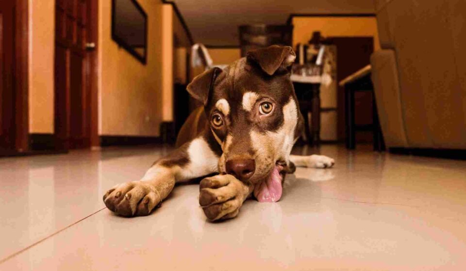 why is my dog licking his paws