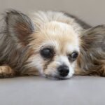 Dog eye discharge: 7 Causes, Color, and Proven Fixes dog eye discharge