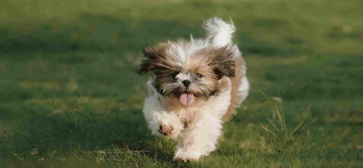 how to train a dog to come