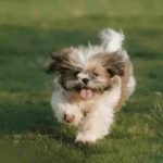 How to train a Dog to come: A simple guide that actually works how to train a dog to come