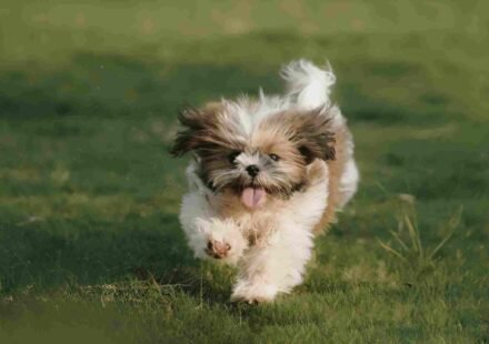 how to train a dog to come