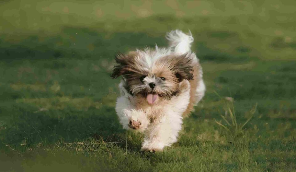 How to train a Dog to come: A simple guide that actually works how to train a dog to come