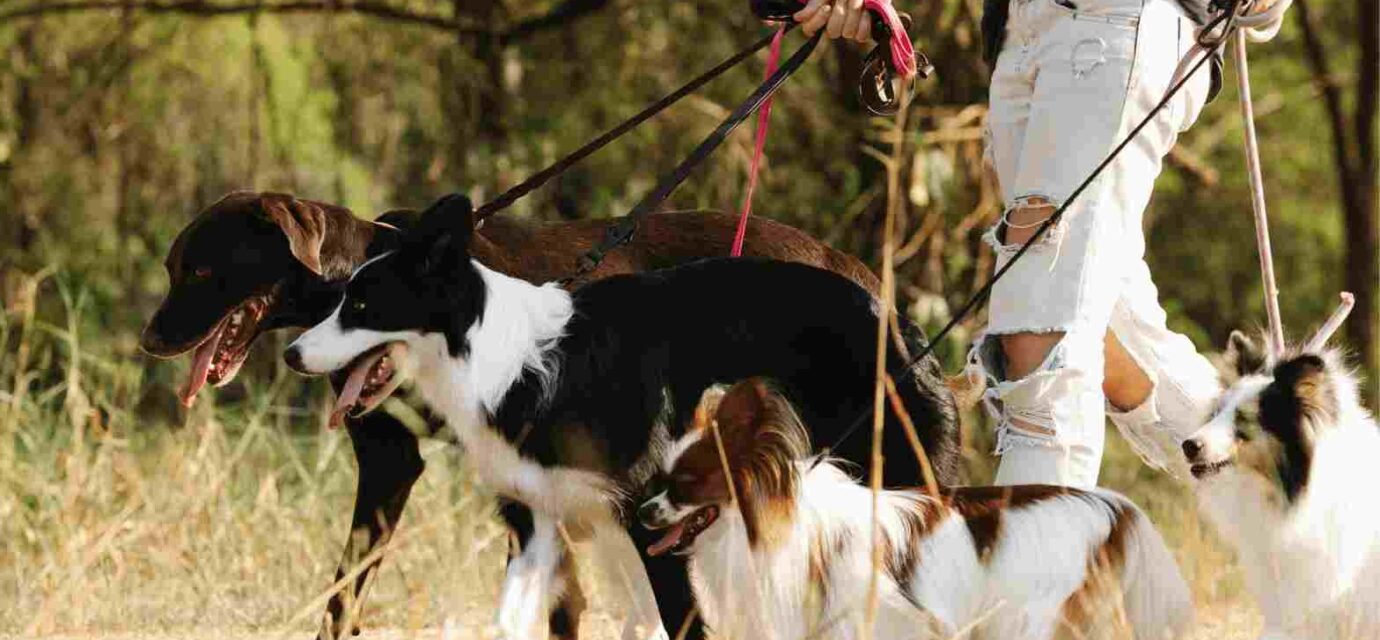 sniffing-walks-for-dogs