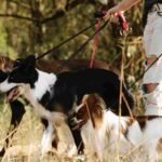 Sniffing Walks for Dogs: A Powerful, Overlooked Fix sniffing-walks-for-dogs