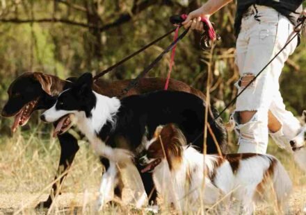 sniffing-walks-for-dogs