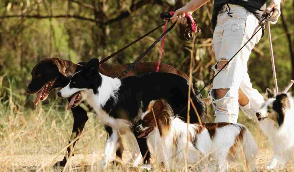 Sniffing Walks for Dogs: A Powerful, Overlooked Fix sniffing-walks-for-dogs